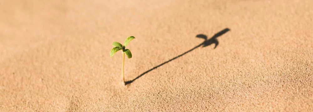 plant growing in the desert