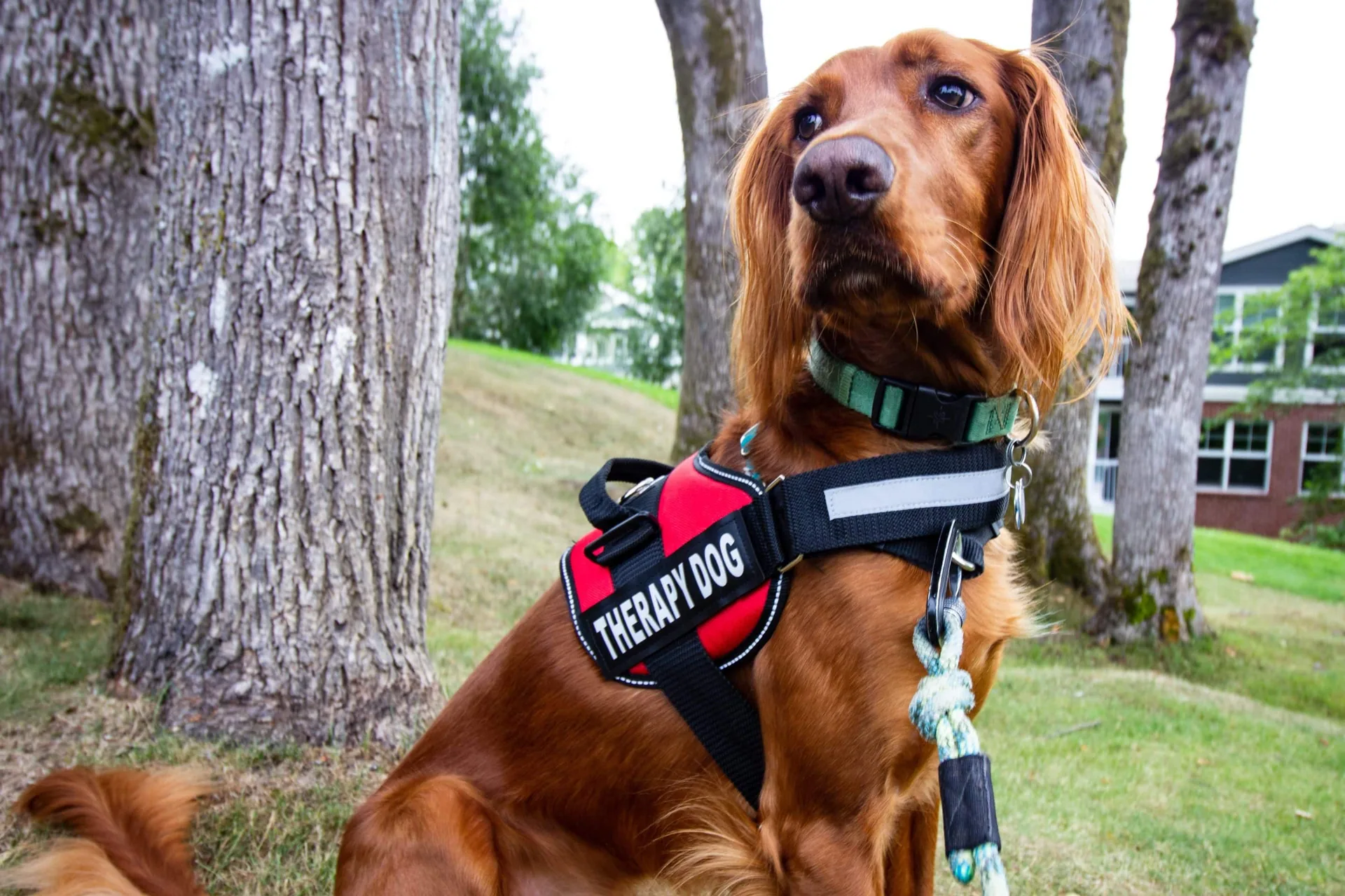 Pet Therapy: Can interacting with animals make a difference in recovery from a substance use disorder?