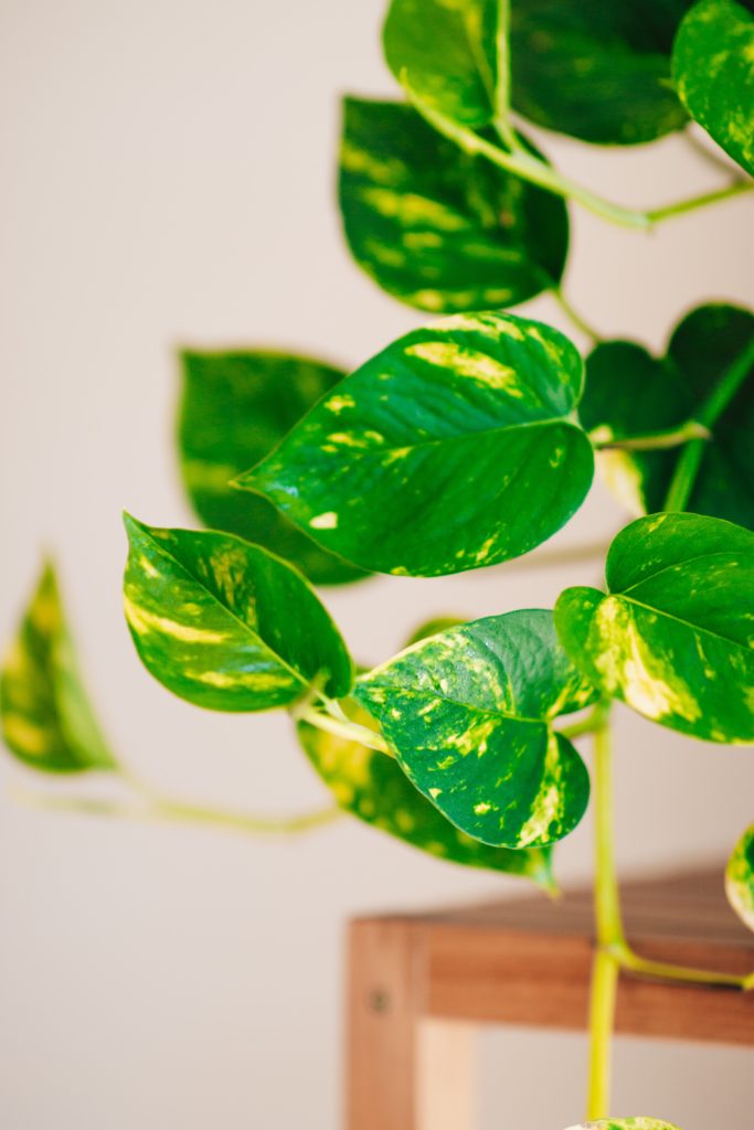 Sober Activity Series: An Introductory Guide to Houseplants