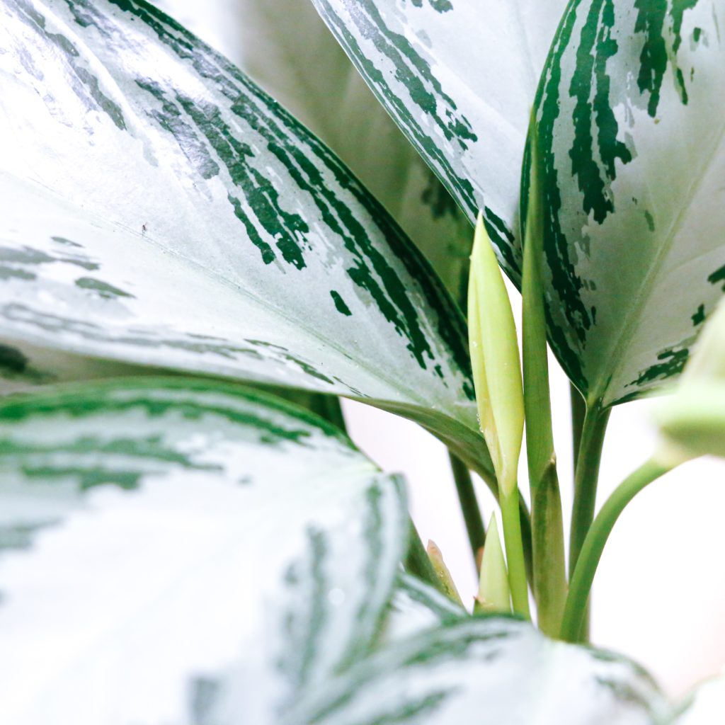 Sober Activity Series: An Introductory Guide to Houseplants