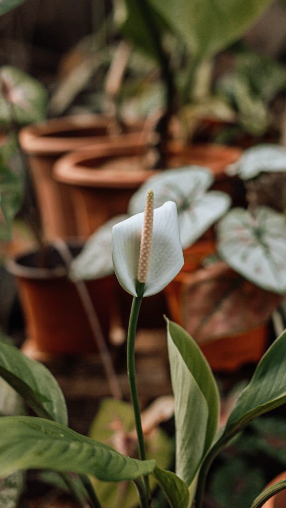 Sober Activity Series: An Introductory Guide to Houseplants