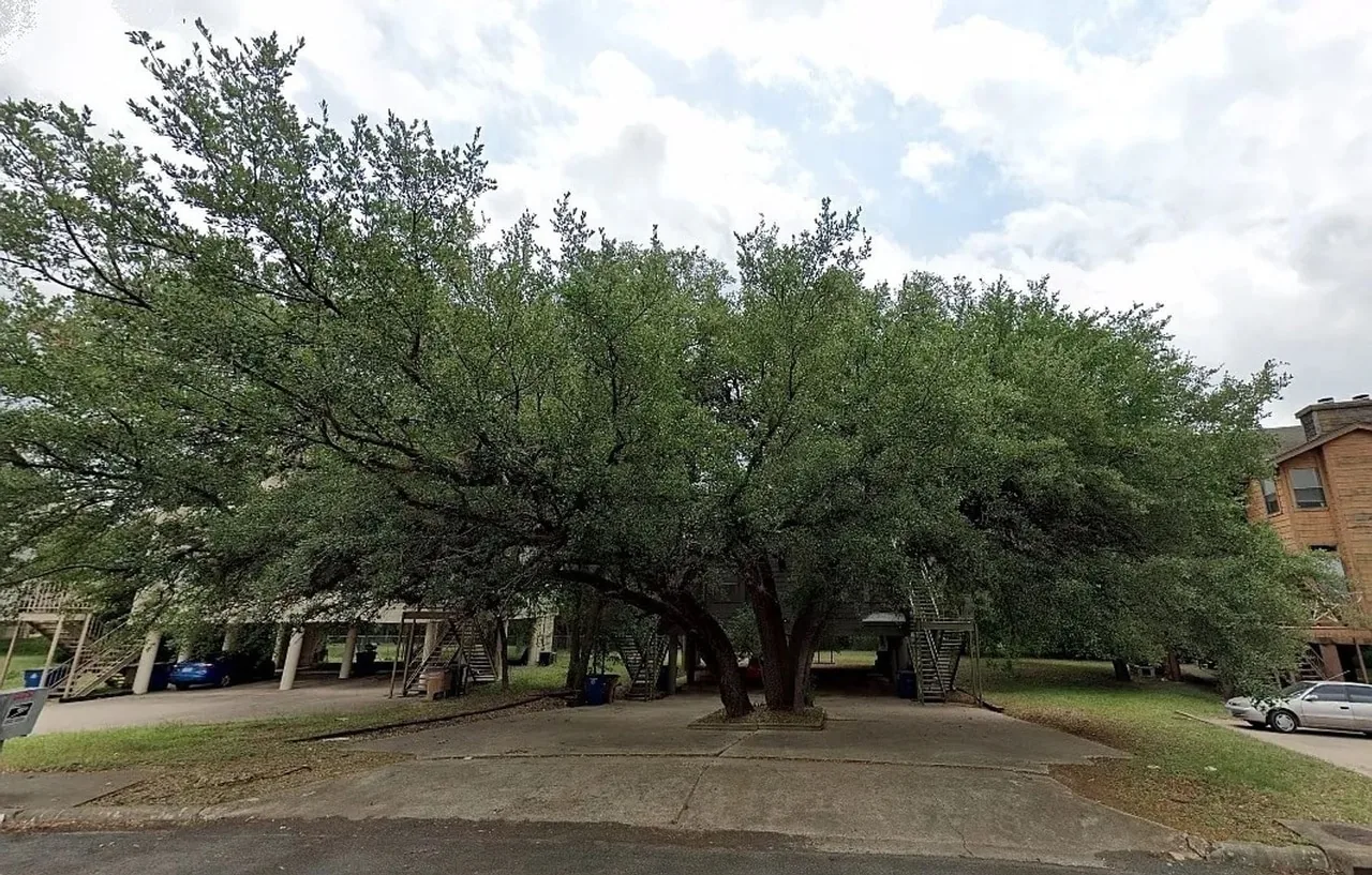 trees outside