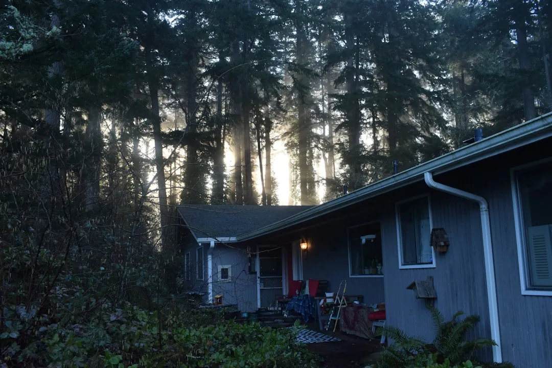 Sunlight streams through trees onto a house. -- Photo by fr0ggy5 on Unsplash